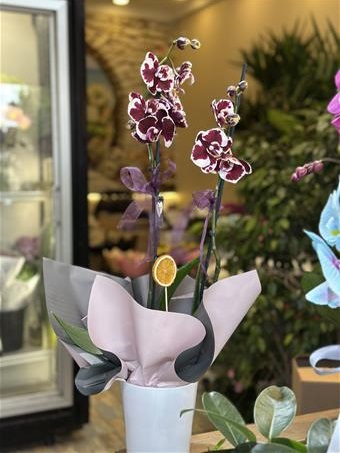 Phalaenopsis Harlequin